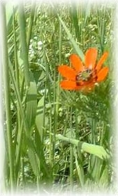 Natur