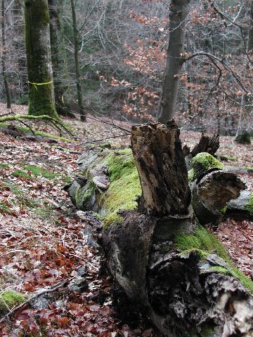 Wer hat dich du schner Wald...